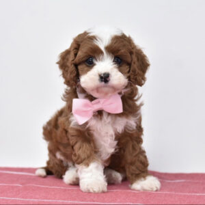 LIZZIE- 10 WEEKS OLD FEMALE