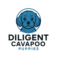 Diligent Cavapoo Puppies